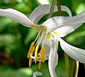 Erythronium revolutum