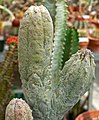 Euphorbia abdelkuri