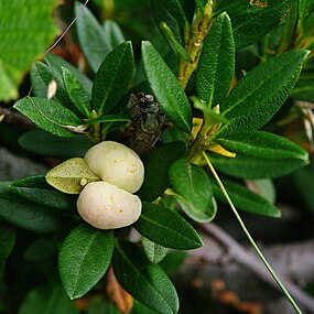 Galles d’Exobasidium rhododendri sur un rhododendron[10].