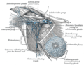 Lymphatics of the axillary region