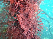 Heavy epiphyte growth on kelp stipe
