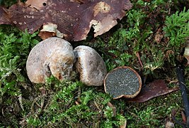 Hysterangium stoloniferum, un Hysterangiales