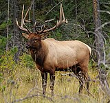 Elk (Cervus canadensis)