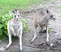 A pair of kangaroos