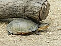 Oaxaca mud turtle