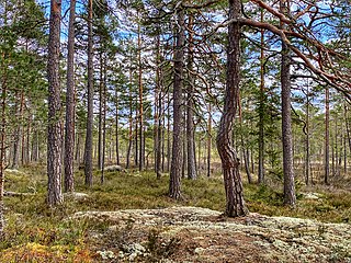 Pine forest