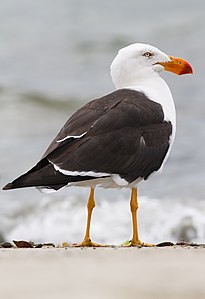 Pacific gull, by JJ Harrison