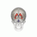 Position of lateral ventricles (shown in red)
