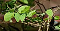 Leaves in Kolkata, West Bengal, India.