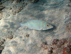 Lethrinus nebulosus