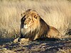 A male lion in Namibia