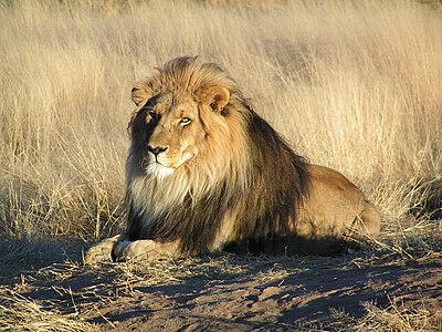 Lion in Namibia, by yaaaay