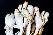 A macro of a polypore mushroom