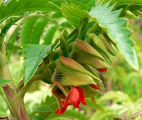 Melianthus comosus