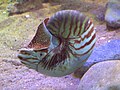 Nautilus pompilius (Nautile)