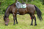 Cheval d'Auvergne