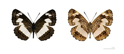 Museum specimen ♂ Both sides