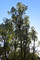 A tall Olearia albida growing at the Dunedin Botanic Gardens