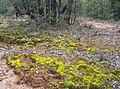 Base of an ooline thicket, with associated mosses, Gamilaroi Nature Reserve, NSW