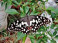 Papilio demoleus- at Kasaragod, Kerala, India