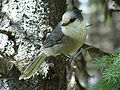 Perisoreus canadensis, famiglia Corvidae