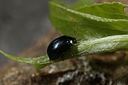 Plagiodera versicolora