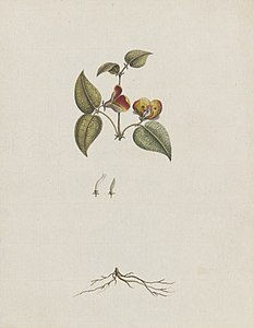 "Handsome flat-pea" (Platylobium formosum) [1789?]