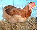 Poule Araucana froment doré grande race