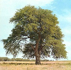 Prosopis caldenia ou Caldén - fréquent dans le gran Chaco.