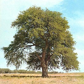 Prosopis caldenia