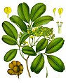 Pterocarpus marsupium Roxb.