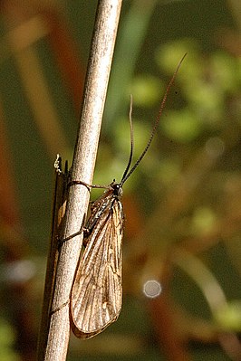 Ручейник Phryganea sp., самец, семейство Phryganeidae