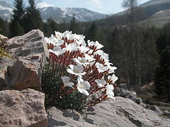 Saxifraga burseriana L.