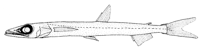 Scopelosaurus ahlstromi (Notosudidae)