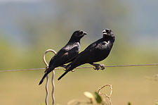 Screaming cowbirds