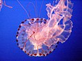 Sea nettle Jellyfish (Chrysaora quinquecirrha)