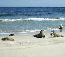 Photo de lions de mer.