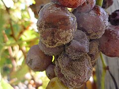 Pourriture noble sur du sémillon (en octobre), à Bommes.