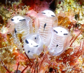 Colônia de Clavelina ossipandae perto da Ilha Kume