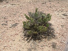 Cactus au Somaliland en mai 2015.