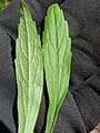 Basal rosette leaves, before plant matures and flowers, Maui, Hawaii