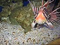 Clearfin lionfish