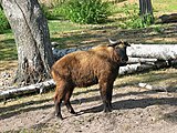 芬蘭赫爾辛基的赫爾辛基動物園其中的羚牛