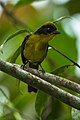 Tricolored brush-finch