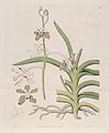 Vanda tessellata (as syn. Vanda roxburghii) plate 506 in: The Botanical Register (Orchidaceae), vol. 6, (1820)