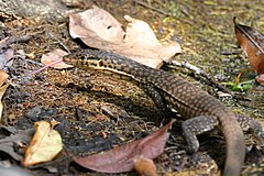 Description de l'image Varanus mitchelli.jpg.