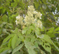 Vitex pinnata