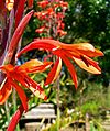 Watsonia fulgens