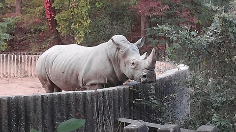 White rhinoceros in Seoul Grand Park