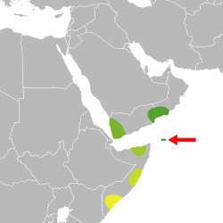 alt=     Zygocarpum coeruleum      Zygocarpum dhofarense      Zygocarpum yemenense      Zygocarpum somalense      Zygocarpum gillettii      Zygocarpum rectangulare